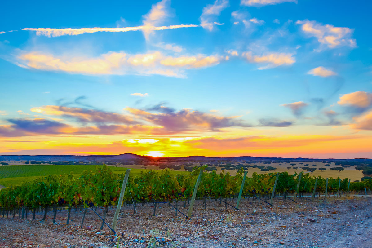 alentejo vineyard