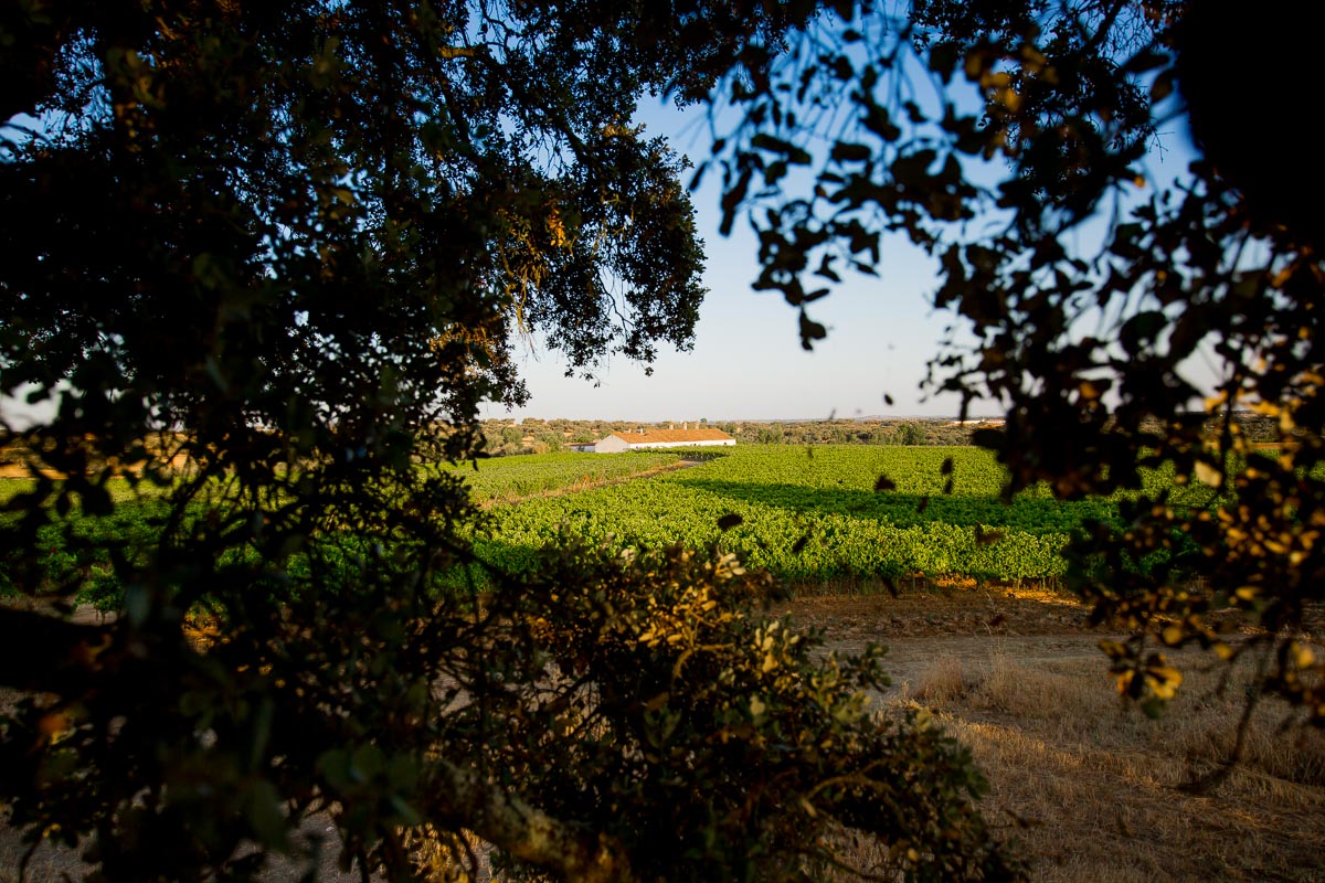 maroteira wine portugal vineyard