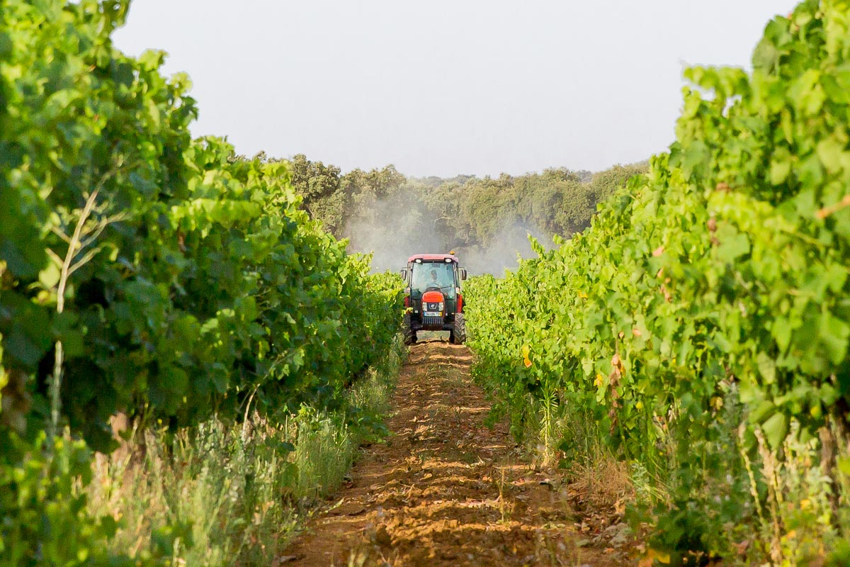 vineyard portugal