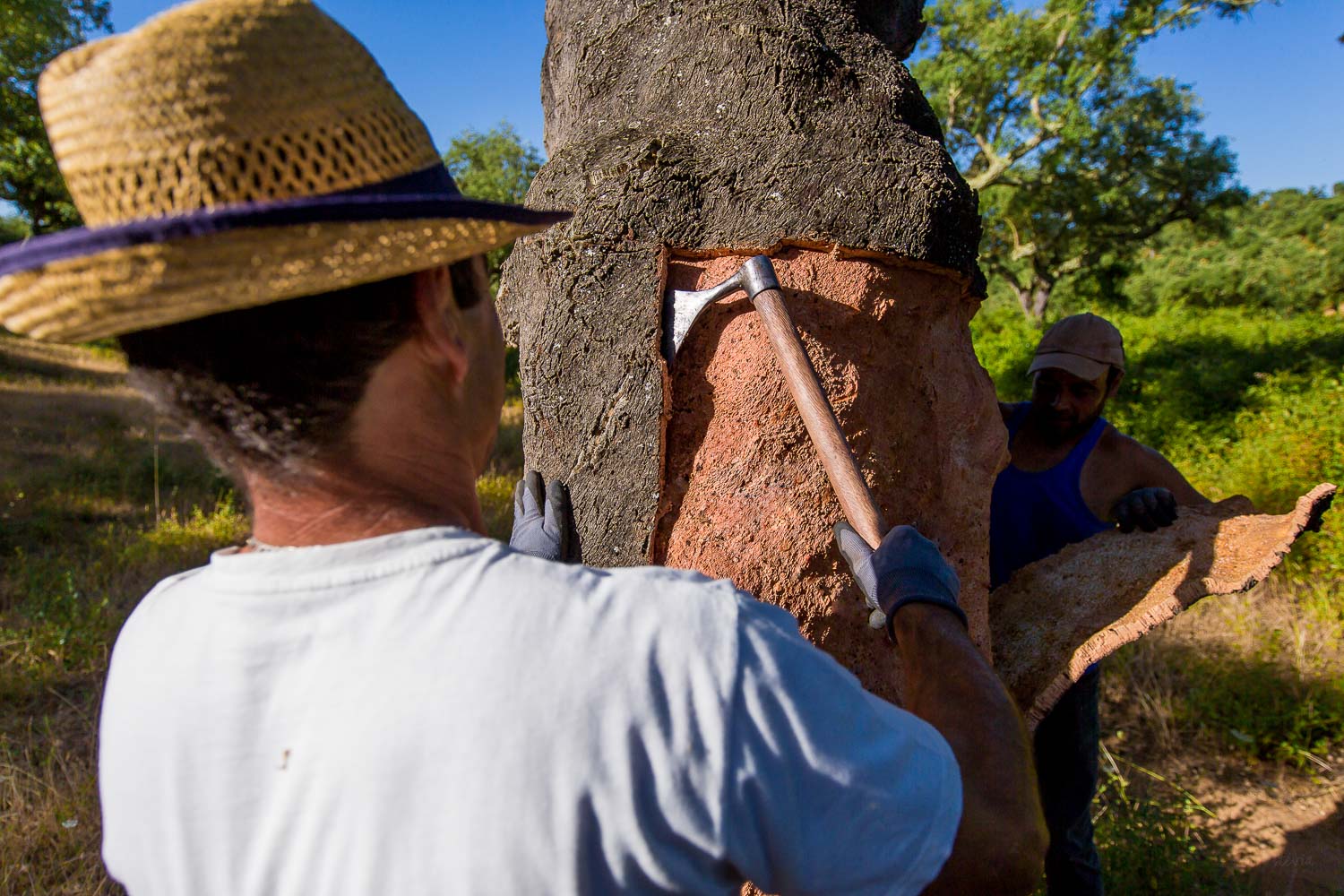 alentejo cork harvest