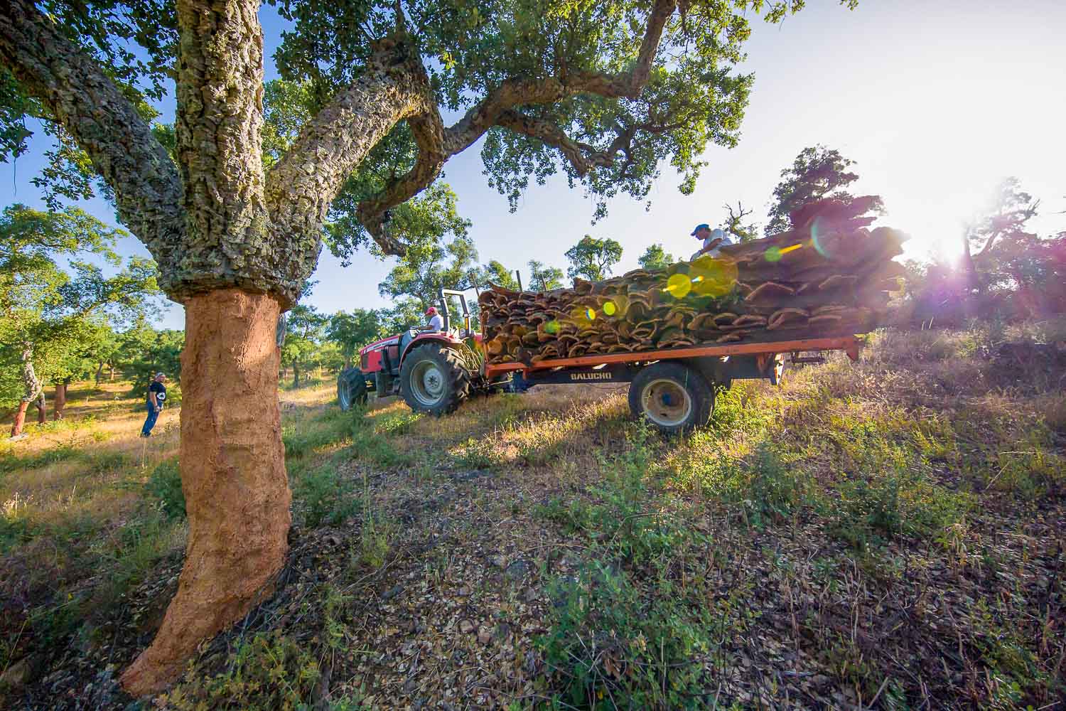 cork production alentejo
