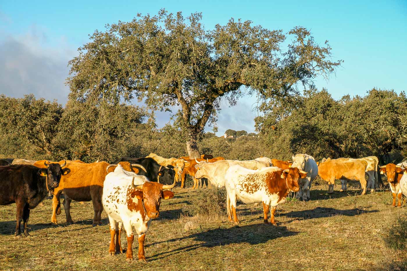 farm animals alentejo