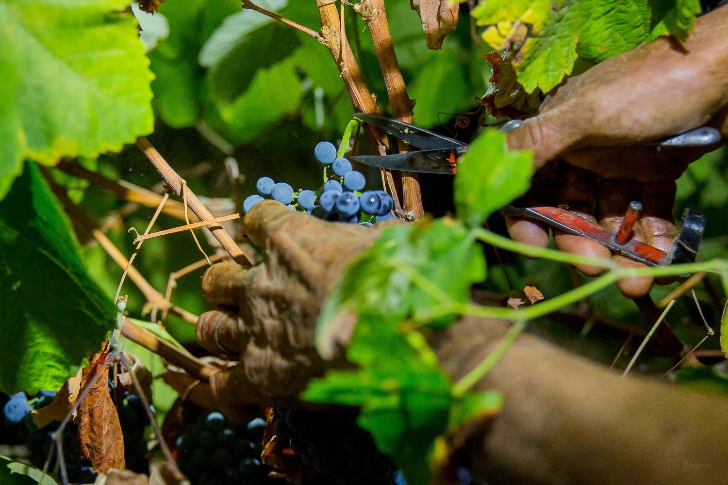 grape harvest alentejo