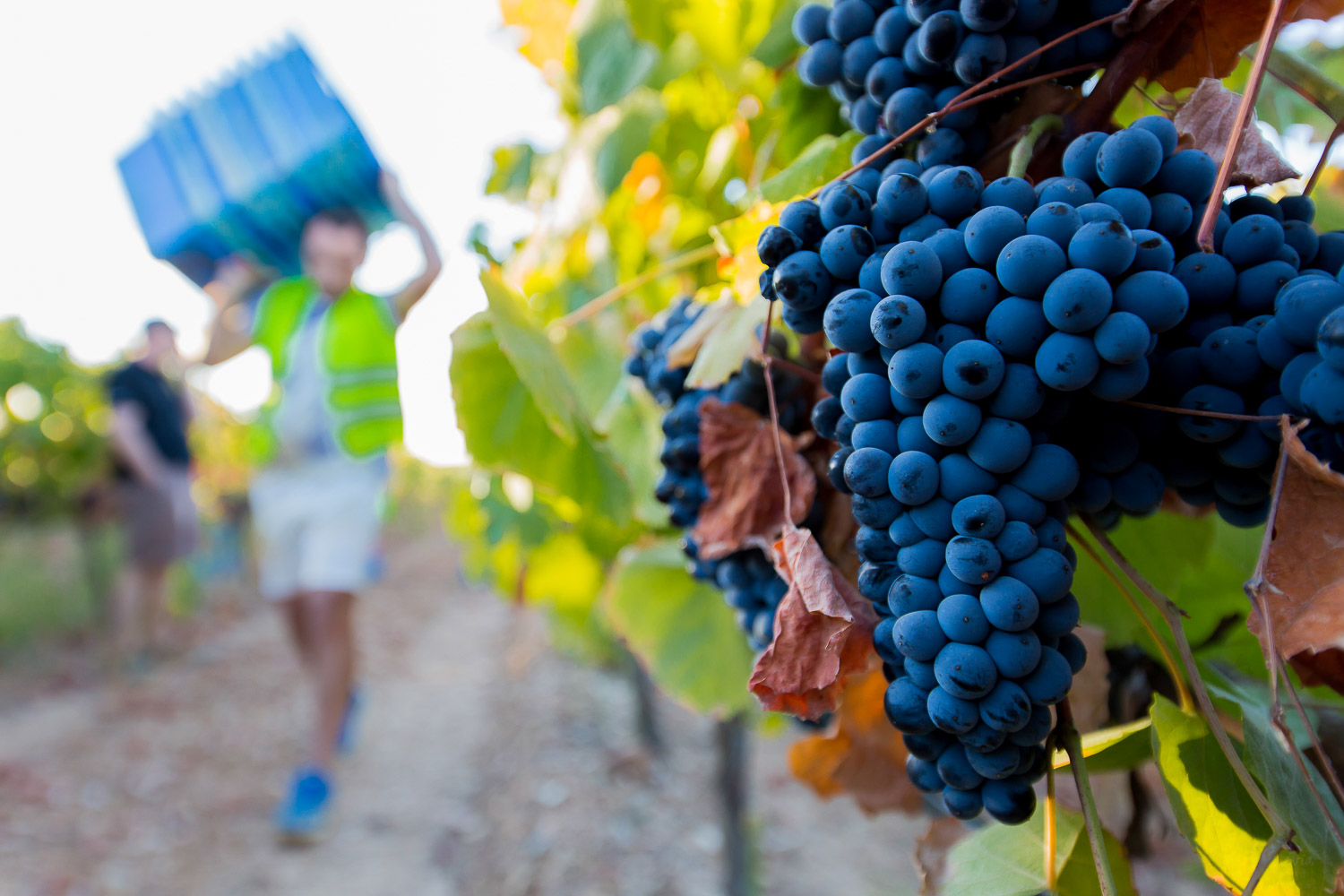 grape harvesting alentejo