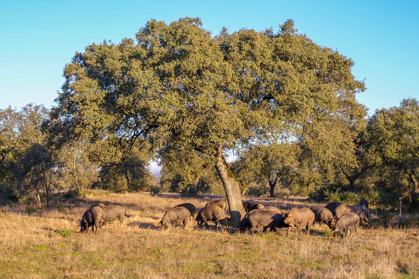 pigs alentejo farm