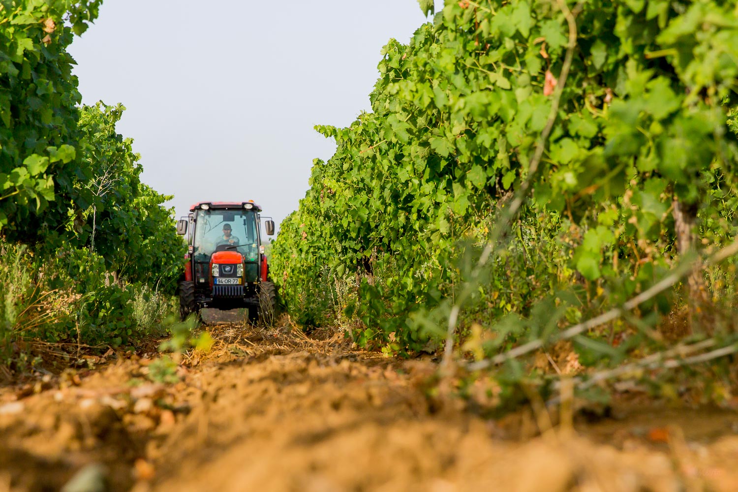 vineyard farm alentejo tractor
